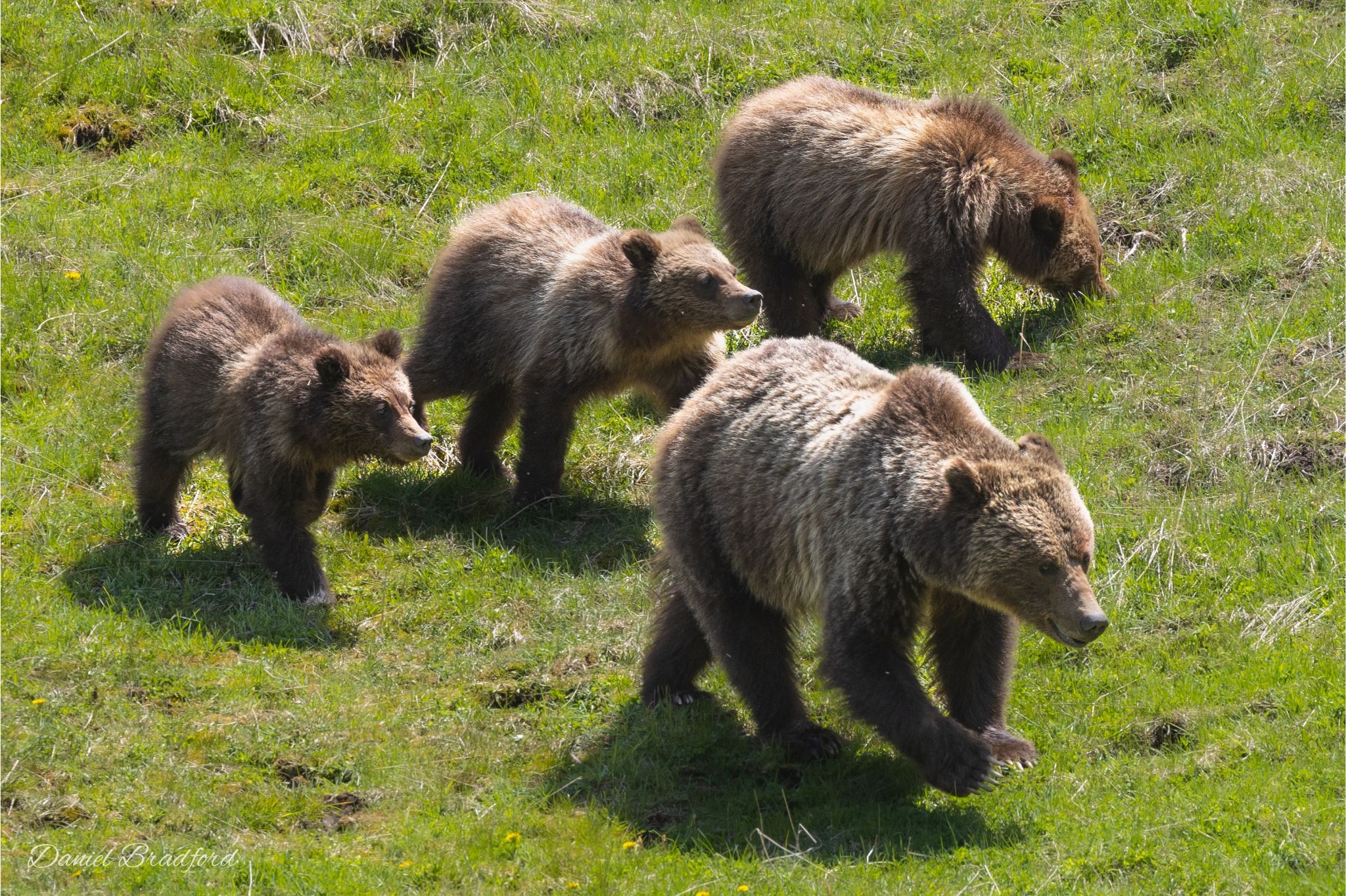 Bear and Cubs