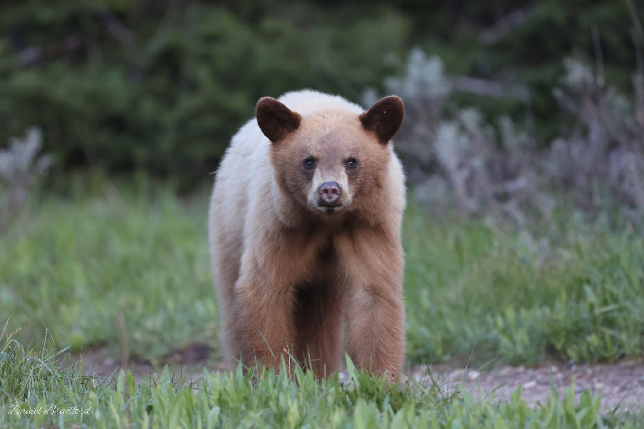 Baby Bear