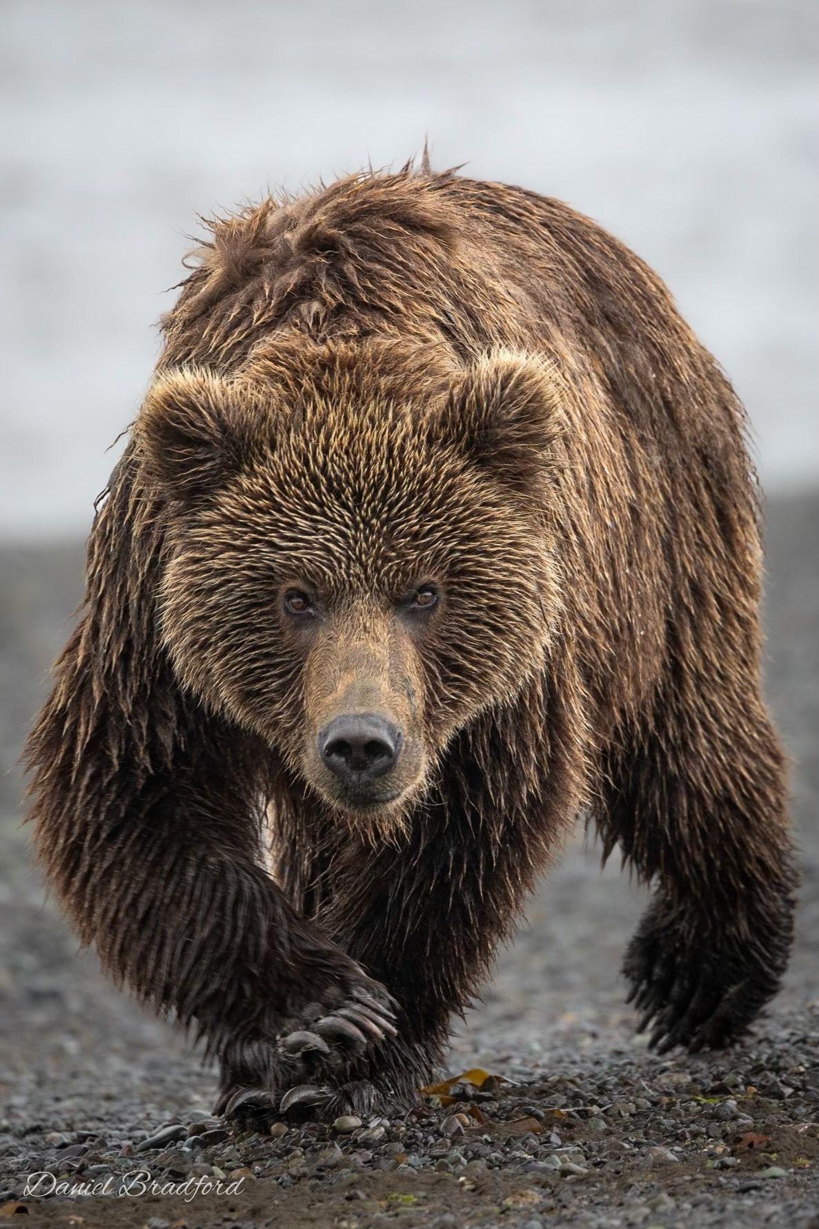 Bear