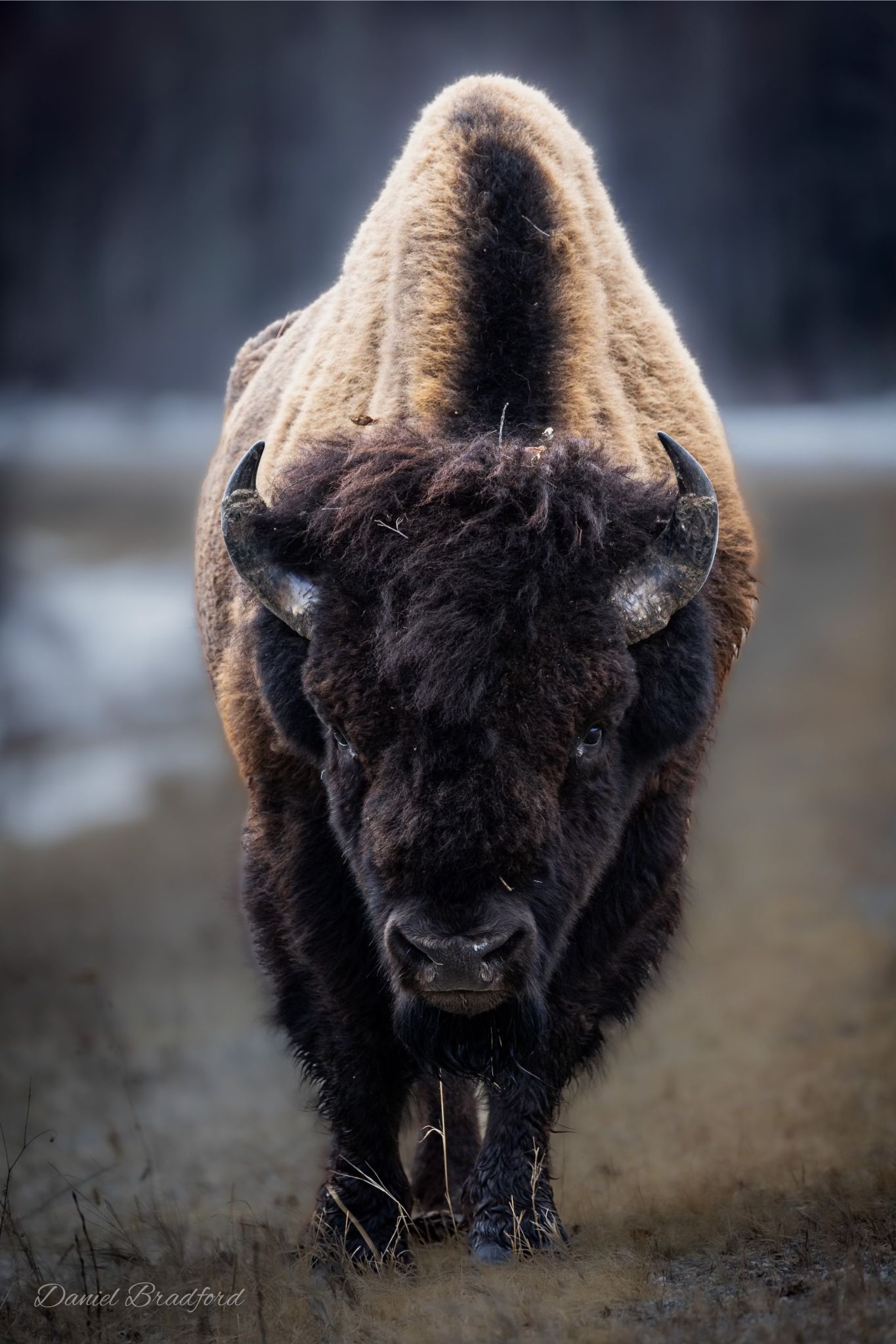 Bison