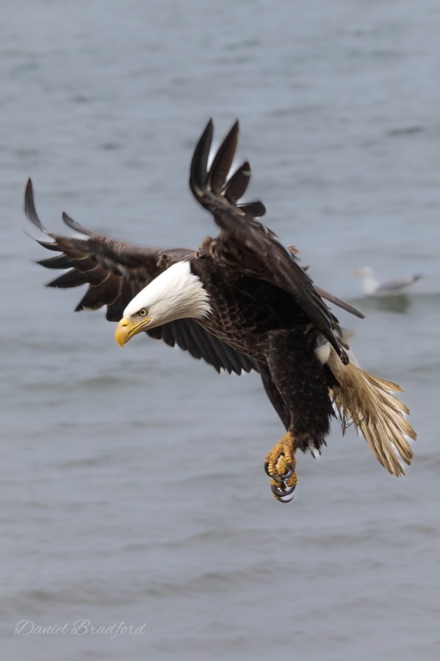 Eagle