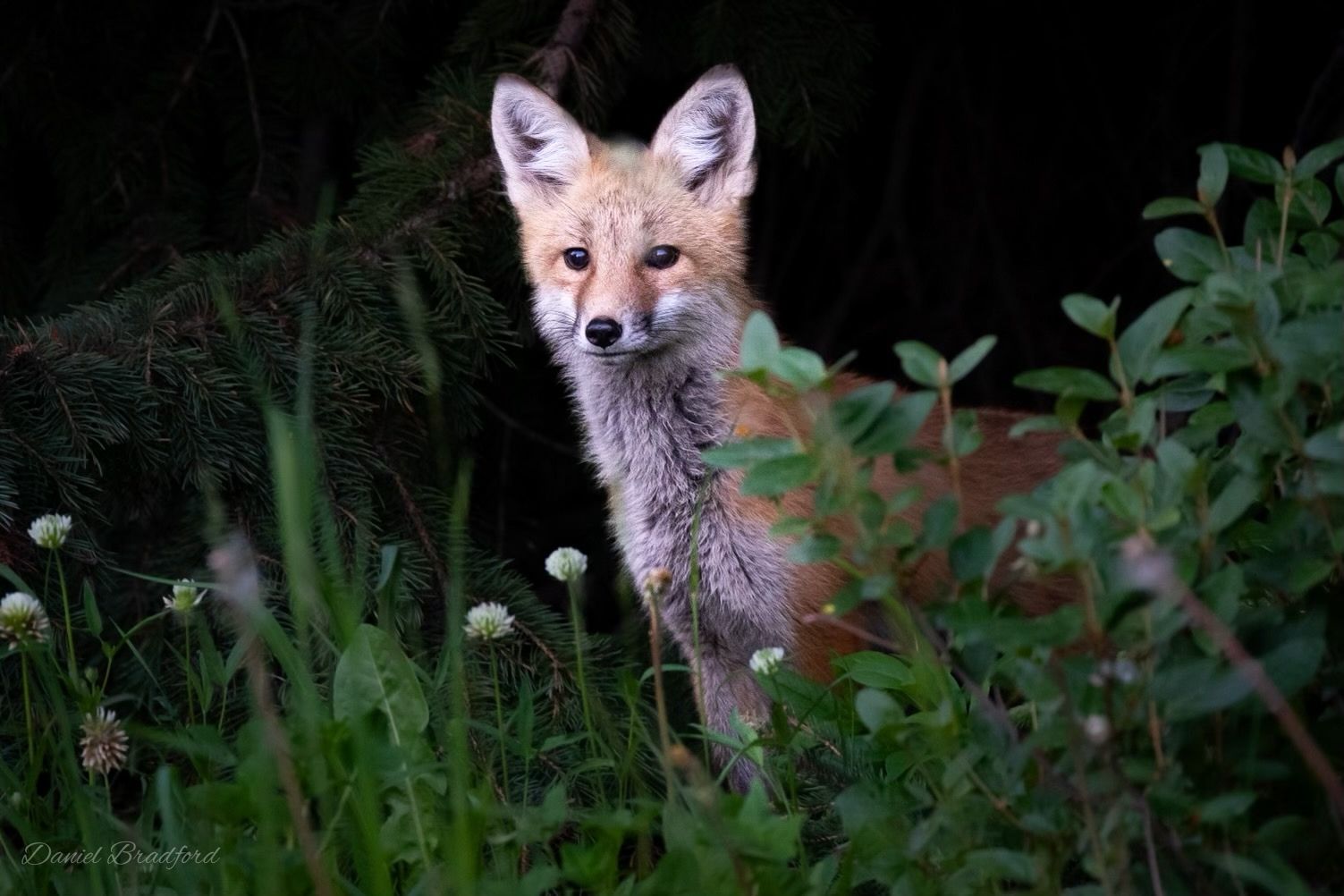 Fox