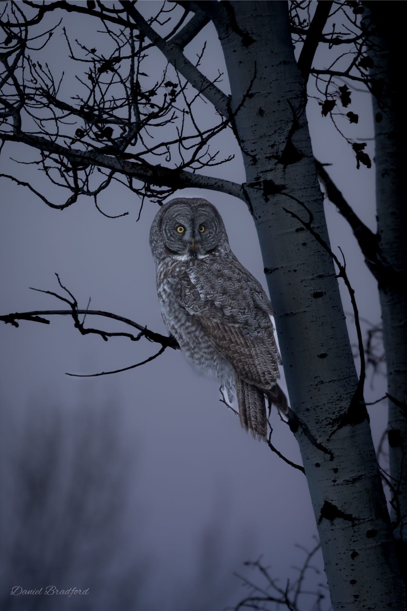 Owl