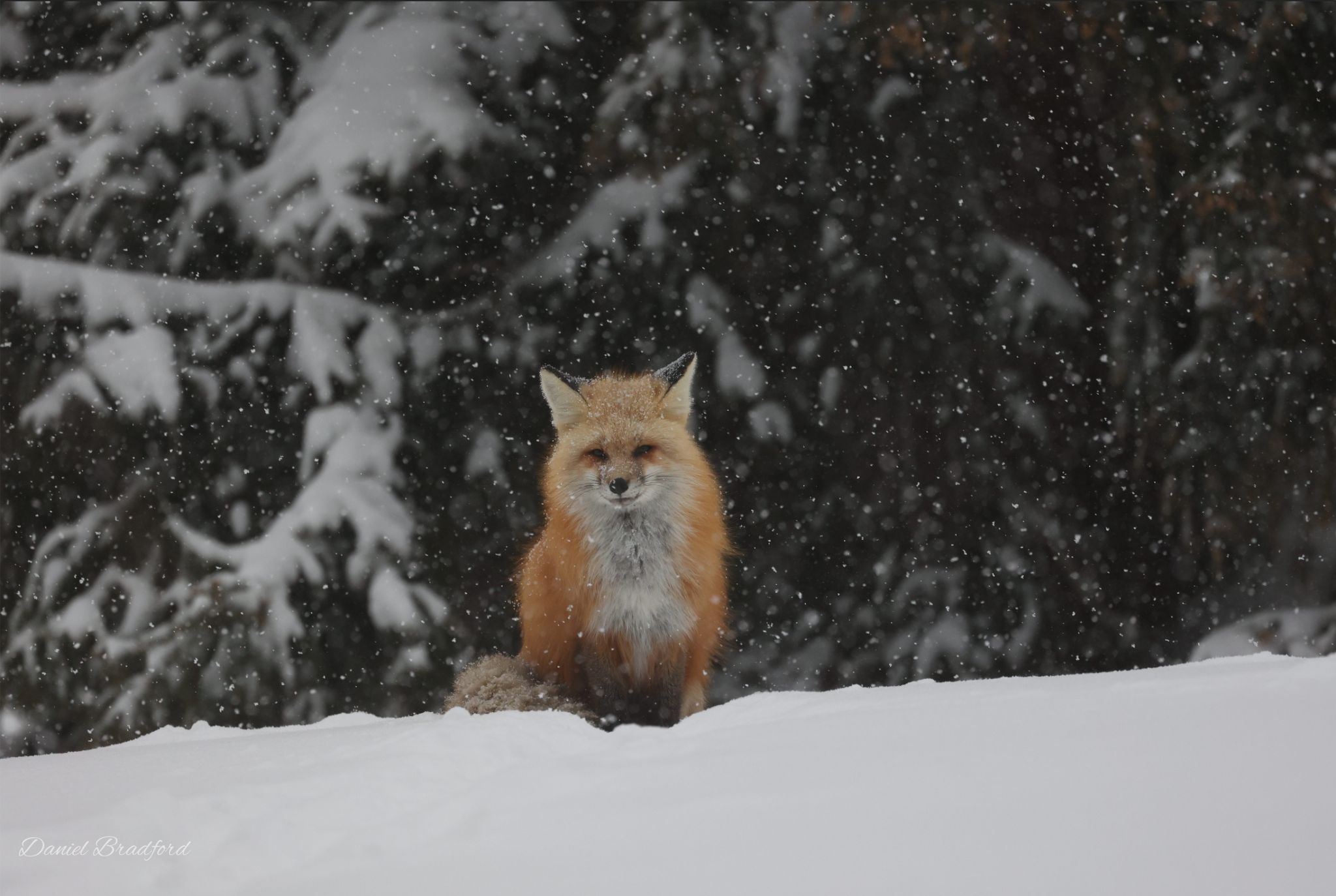 Fox in Snow