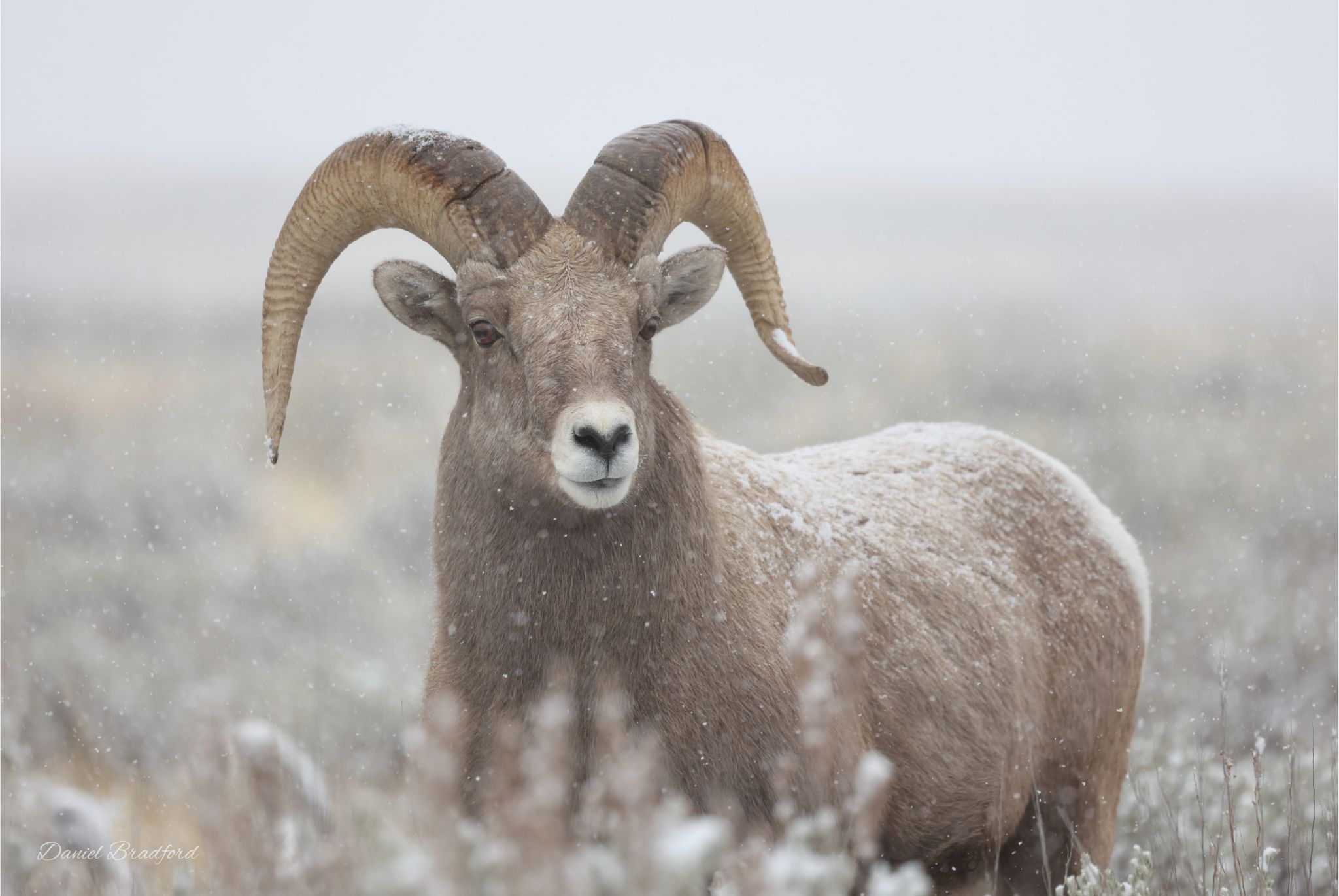 Ram in Snow